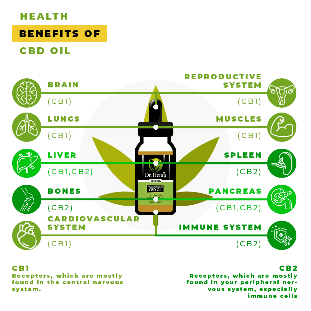 Cbd And The Endocannabinoid System? 